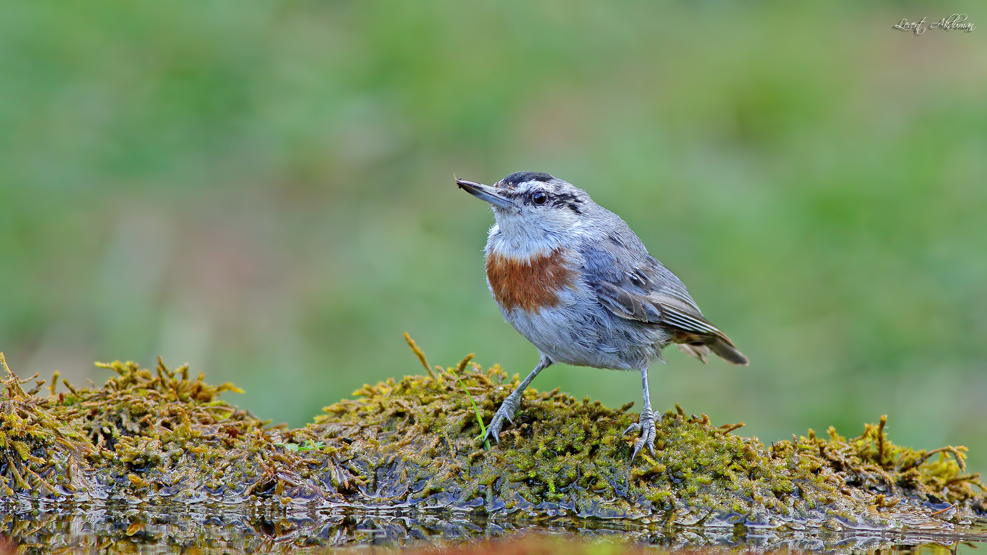Krüper's Nuthatch